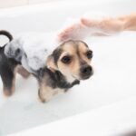 【獣医師執筆】寒い時期は要注意！犬の健康な皮膚を守るための「おうちでのシャンプー方法」(ブログ)