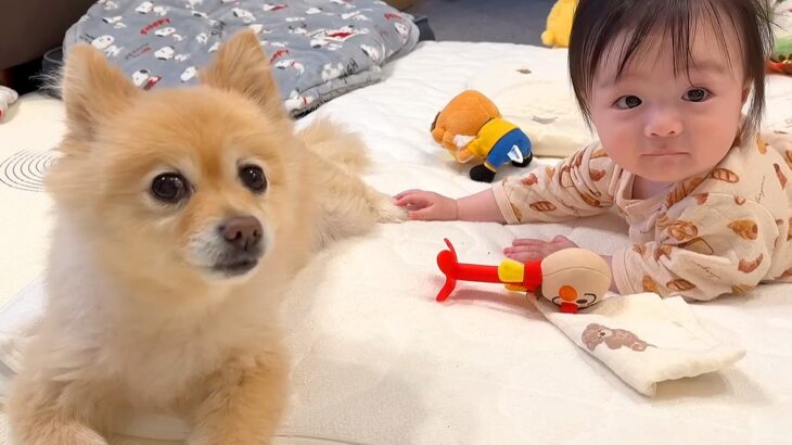 パパが仕事でいない間、赤ちゃんと犬が…幸せが溢れている『お留守番の様子』が18万再生「可愛過ぎて泣けてきた」「癒しをありがとう」と絶賛(ブログ)