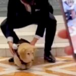 『リングドッグ』に挑戦したおじいちゃん犬→出番がやってきた結果…とんでもなく愛おしい光景が話題「頑張ったね」「いてくれるだけで癒し」(ブログ)