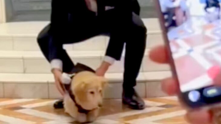 『リングドッグ』に挑戦したおじいちゃん犬→出番がやってきた結果…とんでもなく愛おしい光景が話題「頑張ったね」「いてくれるだけで癒し」(ブログ)