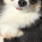 WEB会議中に詰められていた女性→犬が隣に来て…『心を救われた光景』が114万表示の反響「これだけで頑張れる」「舌出てるのも良い」と反響(ブログ)