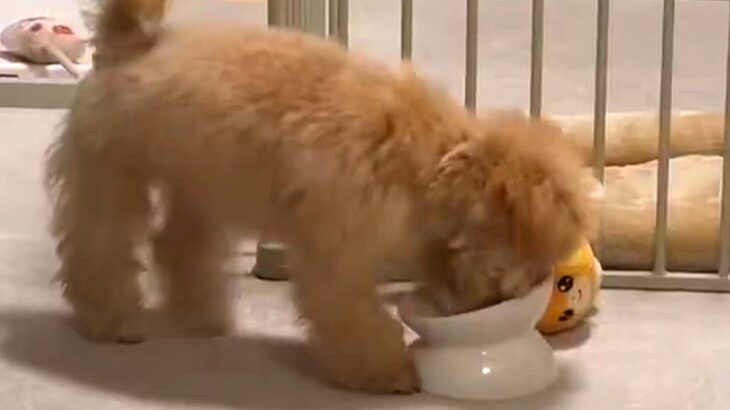 ごはんを食べ終わった子犬→『なくなったんですけど！』とブチギレて…理不尽な『猛抗議』が19万表示「可愛くて涙でたｗ」「ホリホリ早くて草」(ブログ)