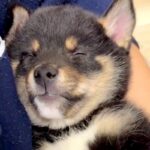 障がいを持ち『格安でいいよ』と言われた子犬→覚悟を決めて迎えた結果…『感動の物語』に反響「素敵な縁」「飼い主さんのこと待ってたのかも」(ブログ)