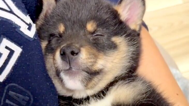 障がいを持ち『格安でいいよ』と言われた子犬→覚悟を決めて迎えた結果…『感動の物語』に反響「素敵な縁」「飼い主さんのこと待ってたのかも」(ブログ)