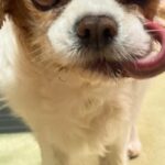 『悪い顔選手権優勝まである』犬の顔を撮影してみた結果→『とんでもなく悪い表情』が想像以上だと1万いいね集まる「洋画の悪い上官で草」(ブログ)