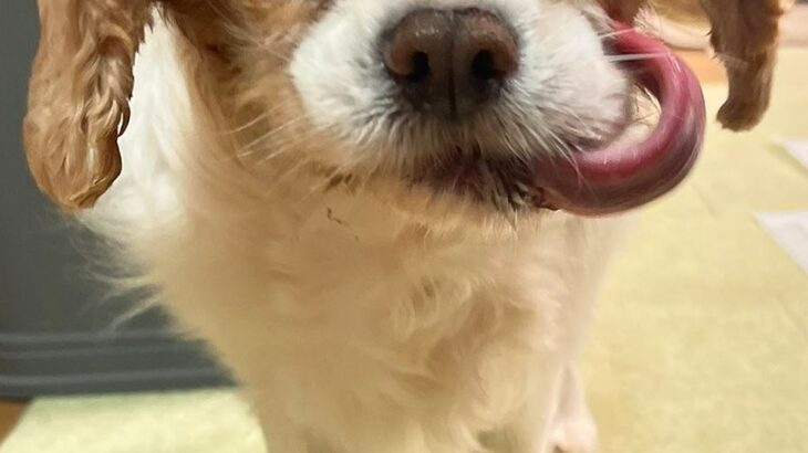 『悪い顔選手権優勝まである』犬の顔を撮影してみた結果→『とんでもなく悪い表情』が想像以上だと1万いいね集まる「洋画の悪い上官で草」(ブログ)