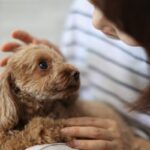 犬が『んー』と鳴く心理５選　考えられる理由やいつもと様子が違う場合の接し方まで(ブログ)