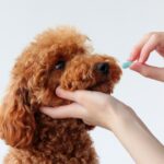 犬用の「抗生物質」使いどころと副作用のリスクは？正しい知識と注意点を獣医が解説(ブログ)