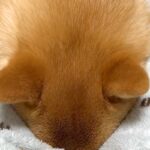 『大嫌いなハミガキ』で拗ねてしまった犬→隠れようとして…まさかの『可愛すぎる抗議』が65万再生「息できてる？ｗｗ」「お耳ピクピク」と爆笑(ブログ)