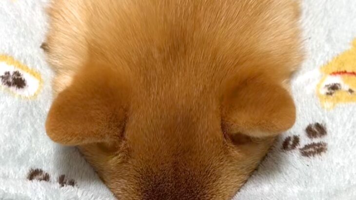 『大嫌いなハミガキ』で拗ねてしまった犬→隠れようとして…まさかの『可愛すぎる抗議』が65万再生「息できてる？ｗｗ」「お耳ピクピク」と爆笑(ブログ)