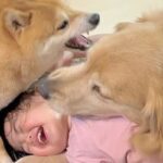 1歳の女の子が『遊んでいる2匹の犬に割り込んだ』結果→犬が『危ない』と察して…『まさかの行動』が22万再生「母性愛」「言葉理解してる」(ブログ)