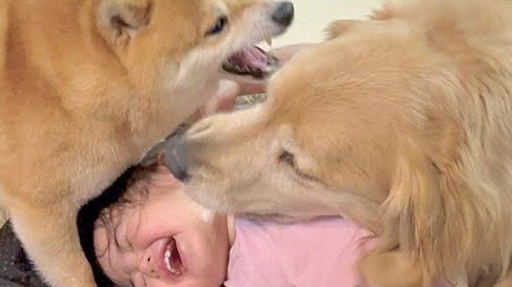 1歳の女の子が『遊んでいる2匹の犬に割り込んだ』結果→犬が『危ない』と察して…『まさかの行動』が22万再生「母性愛」「言葉理解してる」(ブログ)
