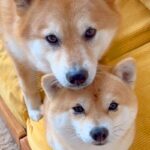 仲良しすぎる2匹の犬→日常を観察してみると…以心伝心？シンクロしすぎている光景に104万再生の反響「可愛くて涙出た」「癒される」と悶絶(ブログ)
