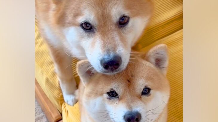 仲良しすぎる2匹の犬→日常を観察してみると…以心伝心？シンクロしすぎている光景に104万再生の反響「可愛くて涙出た」「癒される」と悶絶(ブログ)