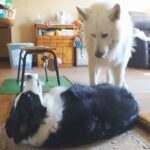 彼女の愛犬を預かった結果→一緒に暮らしている大型犬が、気を遣って…紳士すぎる『素敵な光景』に反響「惚れちゃう」「体だけでなく心も大きい」(ブログ)