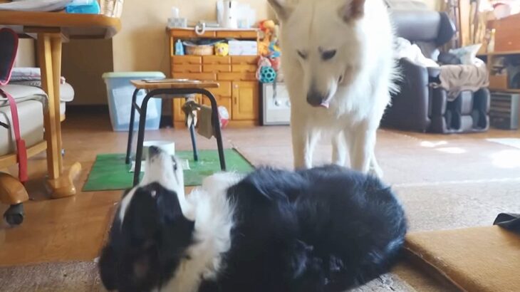 彼女の愛犬を預かった結果→一緒に暮らしている大型犬が、気を遣って…紳士すぎる『素敵な光景』に反響「惚れちゃう」「体だけでなく心も大きい」(ブログ)