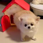 ぬいぐるみの家に入ろうとするチワワ→『小さくて入らないかな』と思ったら…とんでもなく可愛い結末が17万再生「癒し」「最後のキメ顔も素敵」(ブログ)