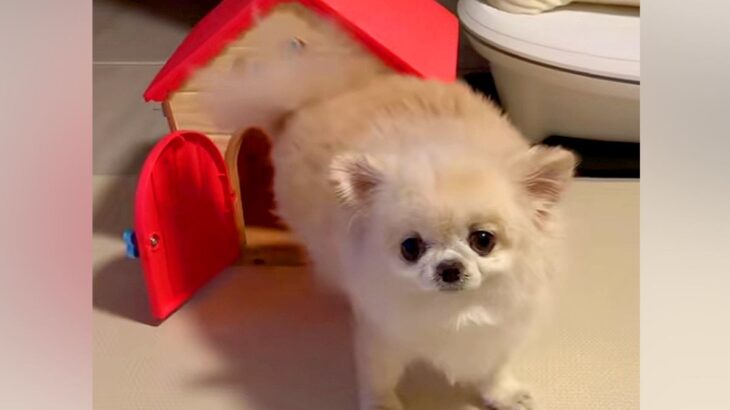 ぬいぐるみの家に入ろうとするチワワ→『小さくて入らないかな』と思ったら…とんでもなく可愛い結末が17万再生「癒し」「最後のキメ顔も素敵」(ブログ)