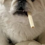 いつもと違うサイズの犬用オヤツを買った結果→困惑してしまい…まさかの『ハードボイルドすぎる姿』に4万いいね「葉巻で草」「マフィアのボス」(ブログ)