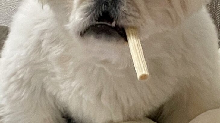 いつもと違うサイズの犬用オヤツを買った結果→困惑してしまい…まさかの『ハードボイルドすぎる姿』に4万いいね「葉巻で草」「マフィアのボス」(ブログ)