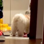 『なにやら犬と赤ちゃんが騒いでいるな』と思い、様子を見に行った結果→脱衣所で…仲良しすぎる『尊い共謀』が29万再生「盛り上がってるｗ」(ブログ)