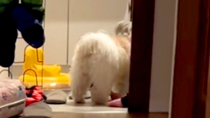 『なにやら犬と赤ちゃんが騒いでいるな』と思い、様子を見に行った結果→脱衣所で…仲良しすぎる『尊い共謀』が29万再生「盛り上がってるｗ」(ブログ)