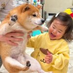 『たかいたかい』をしてもらう1歳の女の子→犬が『羨ましいな』と見つめて…尊すぎるやり取りが28万再生「可愛いが渋滞」「順番待ち偉い」(ブログ)