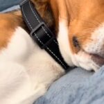 『なぜか布団を叩くような音が聞こえる』振り返った結果→犬が寝ていて…『まさかの光景と表情』に反響「何の夢見てるんだろ」「幸せなんだね」(ブログ)