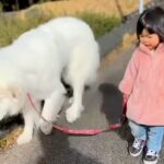 2歳の女の子が『自分より5倍も大きな超大型犬』を散歩させた結果→リアルもののけ姫…？『余裕でこなしてしまう光景』に57万再生の反響(ブログ)