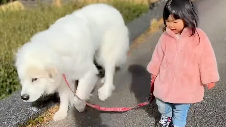 2歳の女の子が『自分より5倍も大きな超大型犬』を散歩させた結果→リアルもののけ姫…？『余裕でこなしてしまう光景』に57万再生の反響(ブログ)
