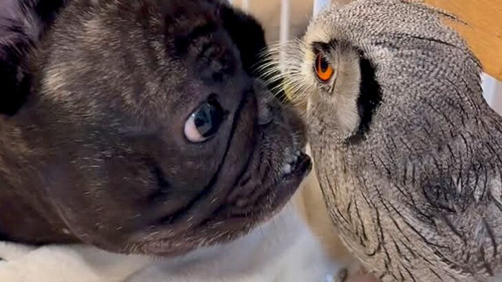 友人が飼っている『フクロウ』と会った犬→仲良くなろうと努力して…種族を超えた『触れ合い』が54万再生「見ていてほのぼの」「尊い…」(ブログ)