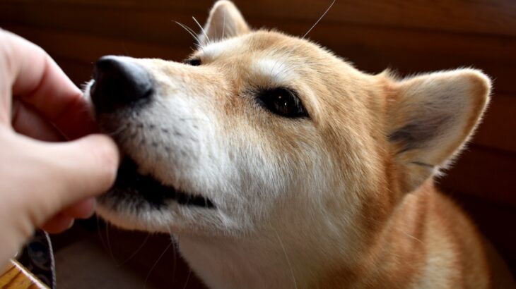 犬に『キャベツ』を与えるときの絶対NG行為５選　誤った食べさせ方による危険な症状まで(ブログ)