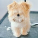 前が見えないほど毛が伸びた『生後4ヶ月の子犬』を初トリミング→思わず見違える『ビフォーアフター』が話題「なんて美しい」「どっちも好き」(ブログ)