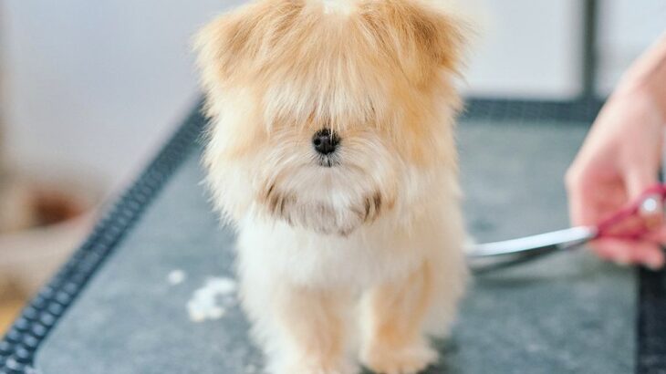 前が見えないほど毛が伸びた『生後4ヶ月の子犬』を初トリミング→思わず見違える『ビフォーアフター』が話題「なんて美しい」「どっちも好き」(ブログ)