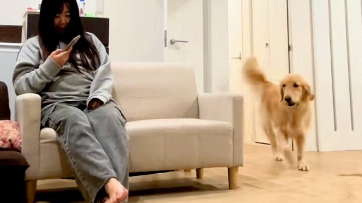 大型犬に内緒で『７ヶ月ぶりに帰省した姉』→サプライズで登場した結果…『想像を超えるリアクション』が13万再生「しっぽ取れそうｗ」と絶賛(ブログ)