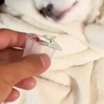 2頭の犬がイタズラをしたので『証拠を突き付けた』結果→露骨すぎる『まさかの表情』が面白いと44万再生「顔ｗ」「わかりやす過ぎて草」(ブログ)