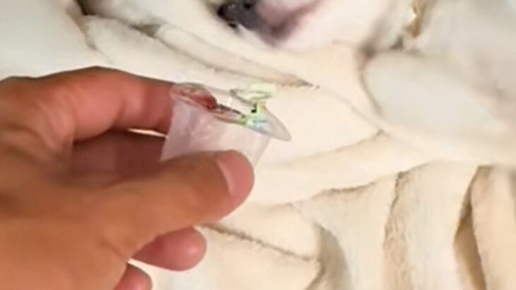 2頭の犬がイタズラをしたので『証拠を突き付けた』結果→露骨すぎる『まさかの表情』が面白いと44万再生「顔ｗ」「わかりやす過ぎて草」(ブログ)