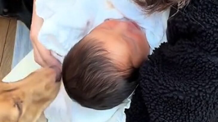 出産を終え、赤ちゃんと家に帰った結果→『2匹の犬』と出会って…『はじめましてのご挨拶』に反響「感動的な瞬間…」「兄弟が出来て嬉しそう」(ブログ)