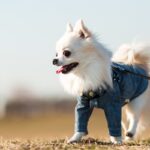 犬がみせる『散歩させすぎ』サイン4選　過度な運動による愛犬への悪影響とは？(ブログ)