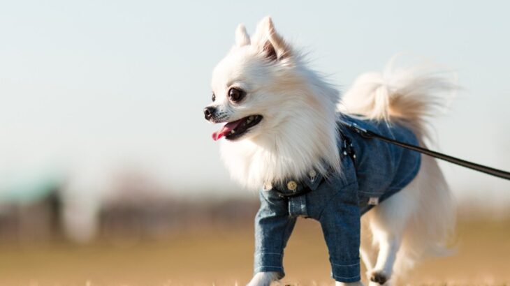 犬がみせる『散歩させすぎ』サイン4選　過度な運動による愛犬への悪影響とは？(ブログ)