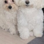 消防点検で作業員が自宅に入ってきた結果→2匹の犬が『びっくり』してしまい…思わず抱きしめたくなる表情に2万いいね「めちゃ可愛いｗ」と悶絶(ブログ)