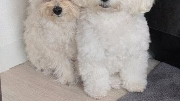 消防点検で作業員が自宅に入ってきた結果→2匹の犬が『びっくり』してしまい…思わず抱きしめたくなる表情に2万いいね「めちゃ可愛いｗ」と悶絶(ブログ)