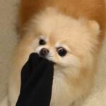 飼い主の靴下を強奪しようとする犬→『こんなに伸びるのか…』シュールすぎる光景に1万いいね「伸び過ぎっすｗｗｗ」「ゴムパッチン芸で草」(ブログ)