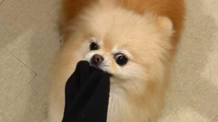 飼い主の靴下を強奪しようとする犬→『こんなに伸びるのか…』シュールすぎる光景に1万いいね「伸び過ぎっすｗｗｗ」「ゴムパッチン芸で草」(ブログ)