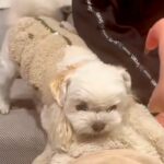 絶対におじいちゃんを守りたい犬→手を伸ばしただけなのに…ブチギレる光景と『まさかの結末』が20万再生「優秀なSP」「急に飽きるの草」(ブログ)