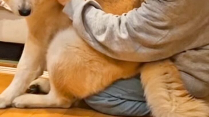 寒い日の朝、秋田犬がママの膝の上まで『あたためて』と近づいて…たまらなく愛おしい『甘えん坊な光景』が22万再生「最高」「なんて可愛いの」(ブログ)