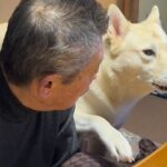 『おじいちゃん、一緒に2階に来てよ』と駄々をこねる犬→8回目のおねだりで…いつまでも見ていたい光景が401万再生「尊い…」「会話してる」(ブログ)