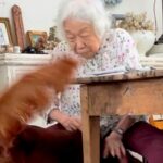 認知症になった『90歳のおばあちゃん』に突撃する大型犬→『微笑ましいやり取り』が22万再生「なんて素敵な時間」「足さばきが若者のよう」(ブログ)