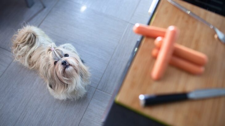 犬が『人間の食べ物を欲しがる』理由4つ　執拗に要求してくるときの対処法まで(ブログ)