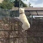 大好きな『親戚のおじさん』の車を見つけた犬→庭の塀から…まさかの『必死なアピール』が132万再生「おじさん視点見たいｗ」「前世で恋人？」(ブログ)